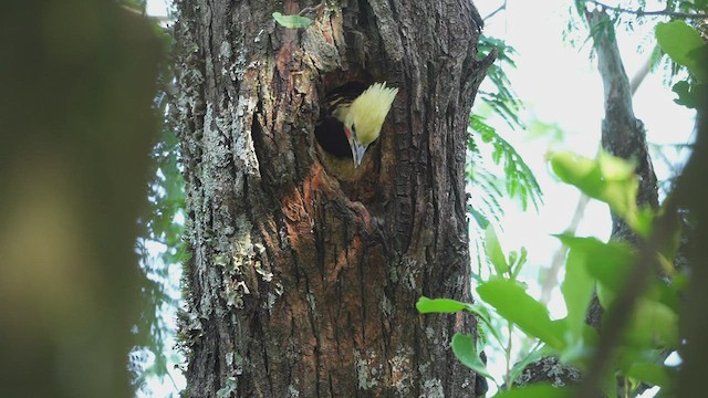 Blond-crested Woodpecker - ML504323831