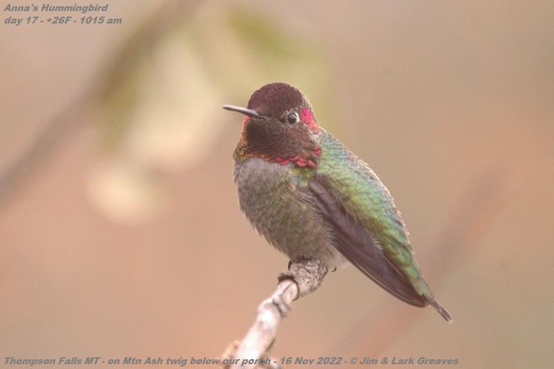 Anna's Hummingbird - ML504323891