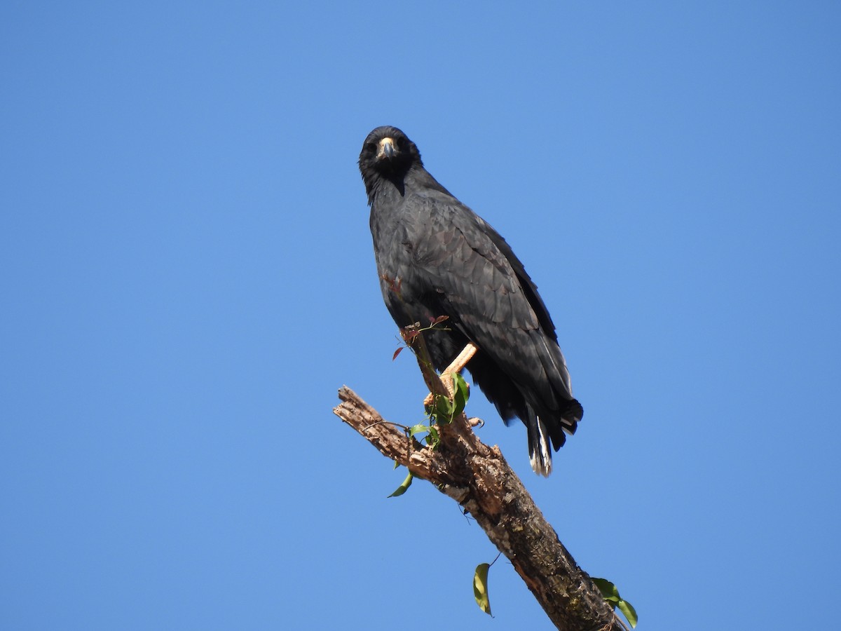 Great Black Hawk - Pablo Alejandro Pla