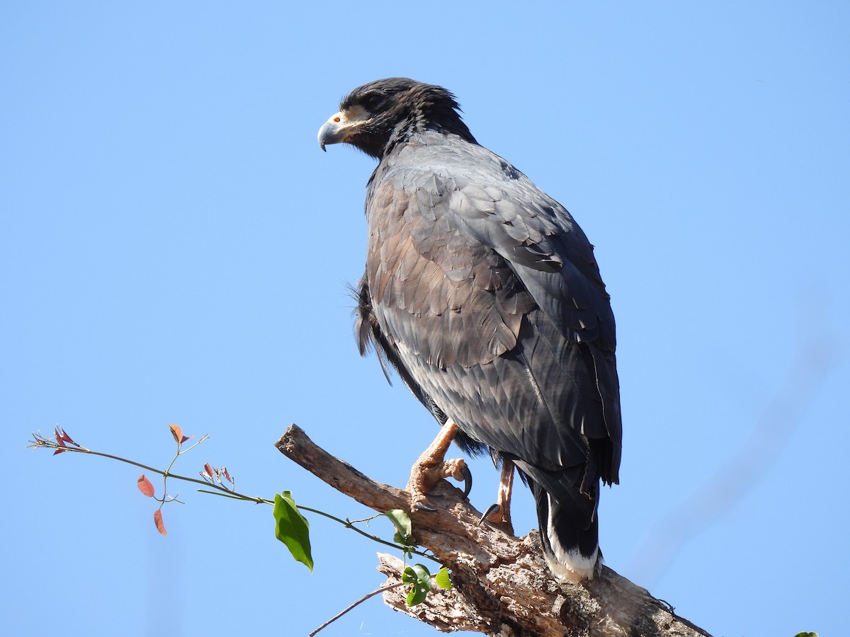 Great Black Hawk - ML504325071