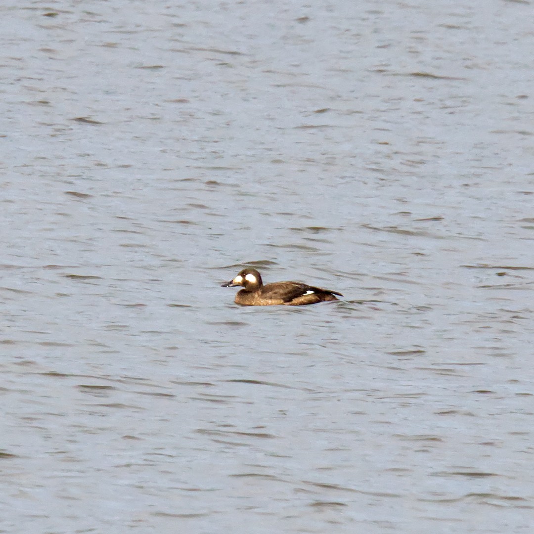 White-winged Scoter - ML504325361