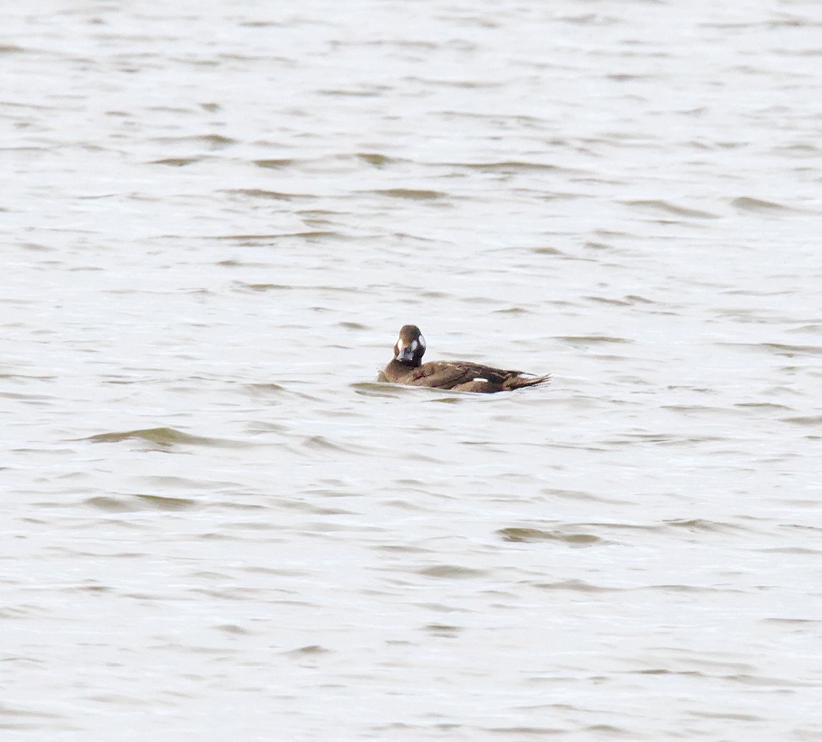 White-winged Scoter - ML504325371