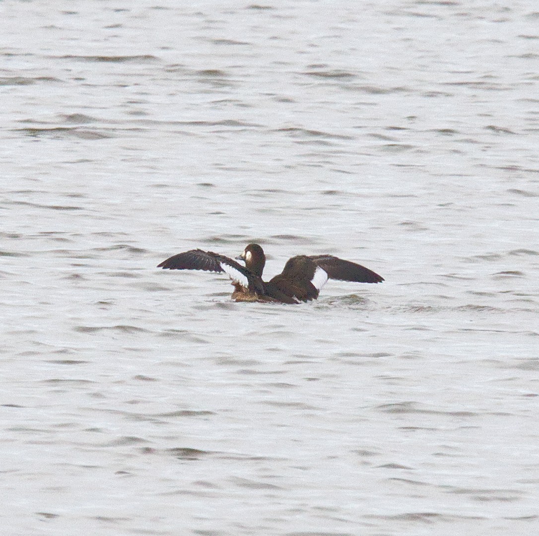 White-winged Scoter - ML504325381
