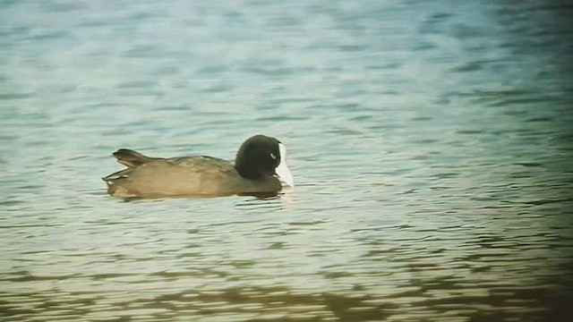 Hawaiian Coot (White-shielded) - ML504325511