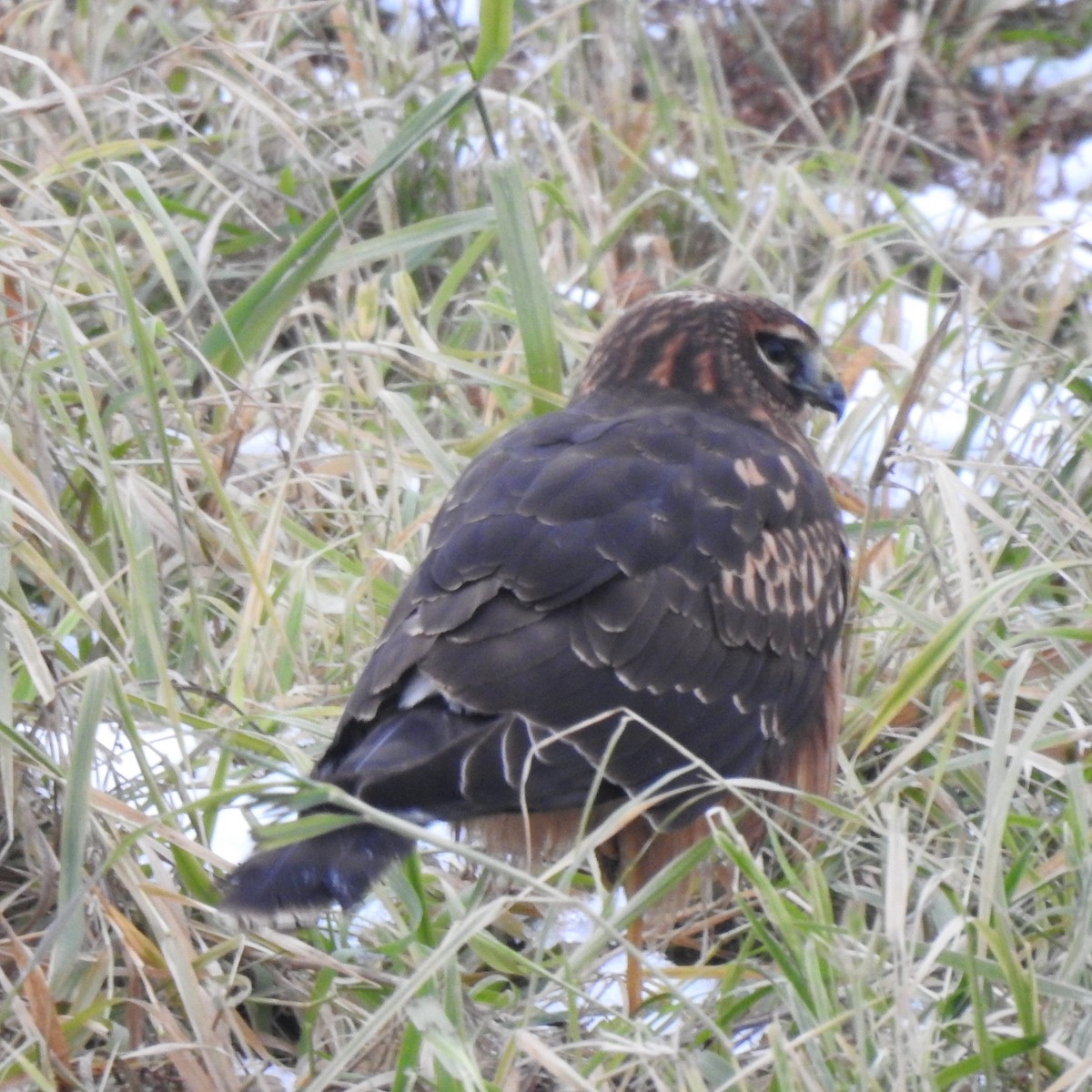 Northern Harrier - ML504325581