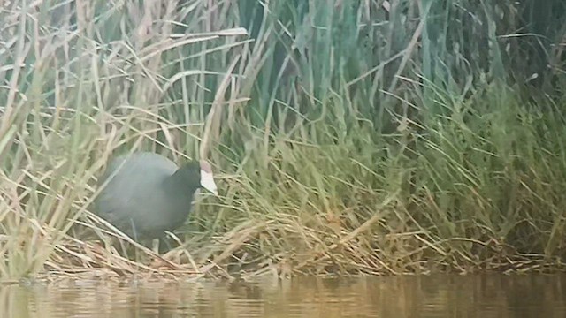 Foulque des Hawaï (forme à cachet rouge) - ML504325601