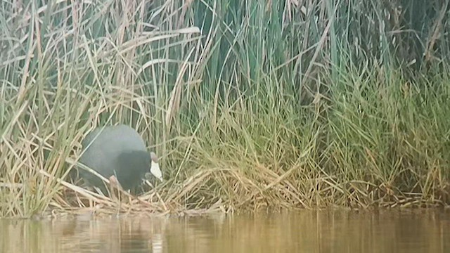 Hawaiian Coot (Red-shielded) - ML504325611