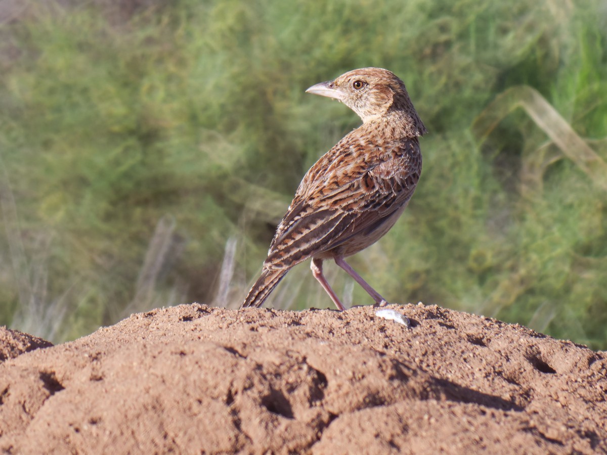 Eastern Clapper Lark - ML504326571