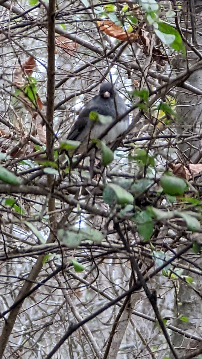 Dark-eyed Junco - ML504327301