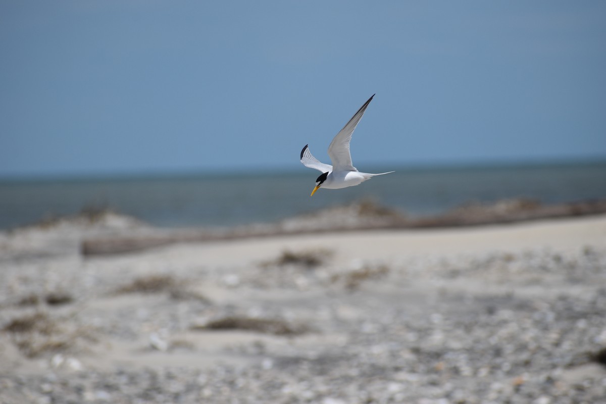 Least Tern - ML504327791