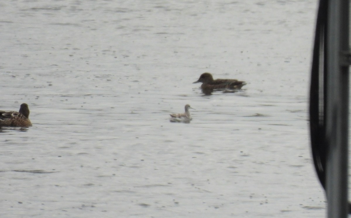 Wilson's Phalarope - ML504330021