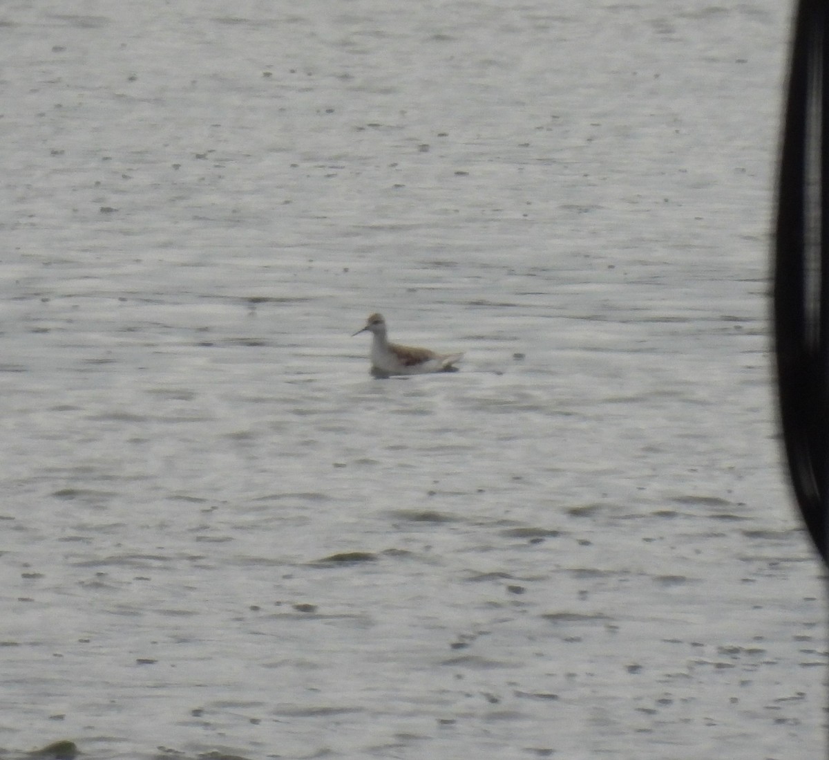 Wilson's Phalarope - ML504330031