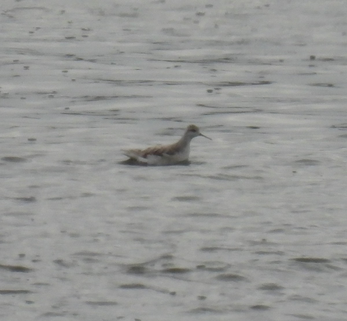 Wilson's Phalarope - ML504330041