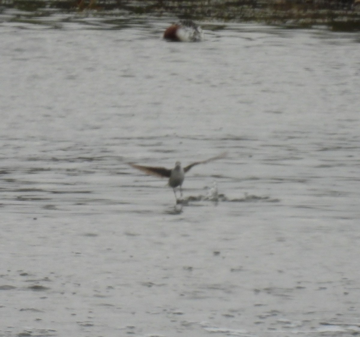 Wilson's Phalarope - ML504330061