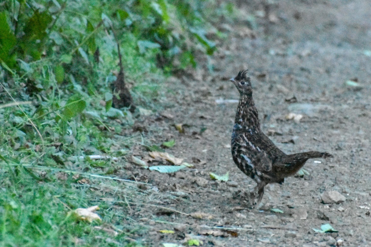 Ruffed Grouse - Eric Konkol