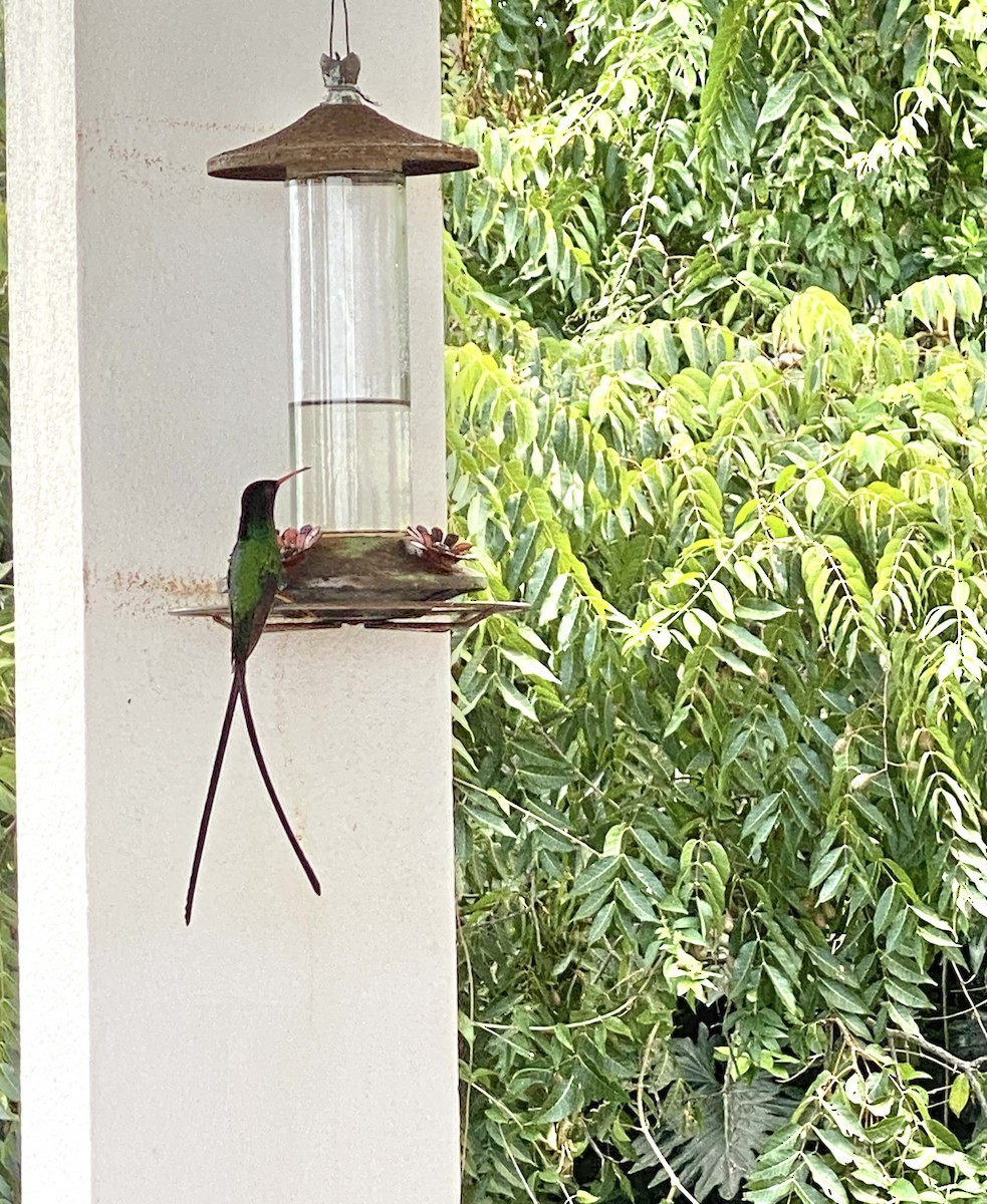 Red-billed/Black-billed Streamertail - Katherine Fischer