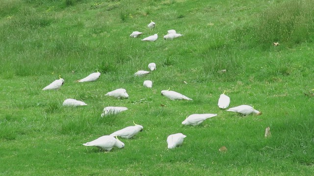 Sulphur-crested Cockatoo - ML504332321