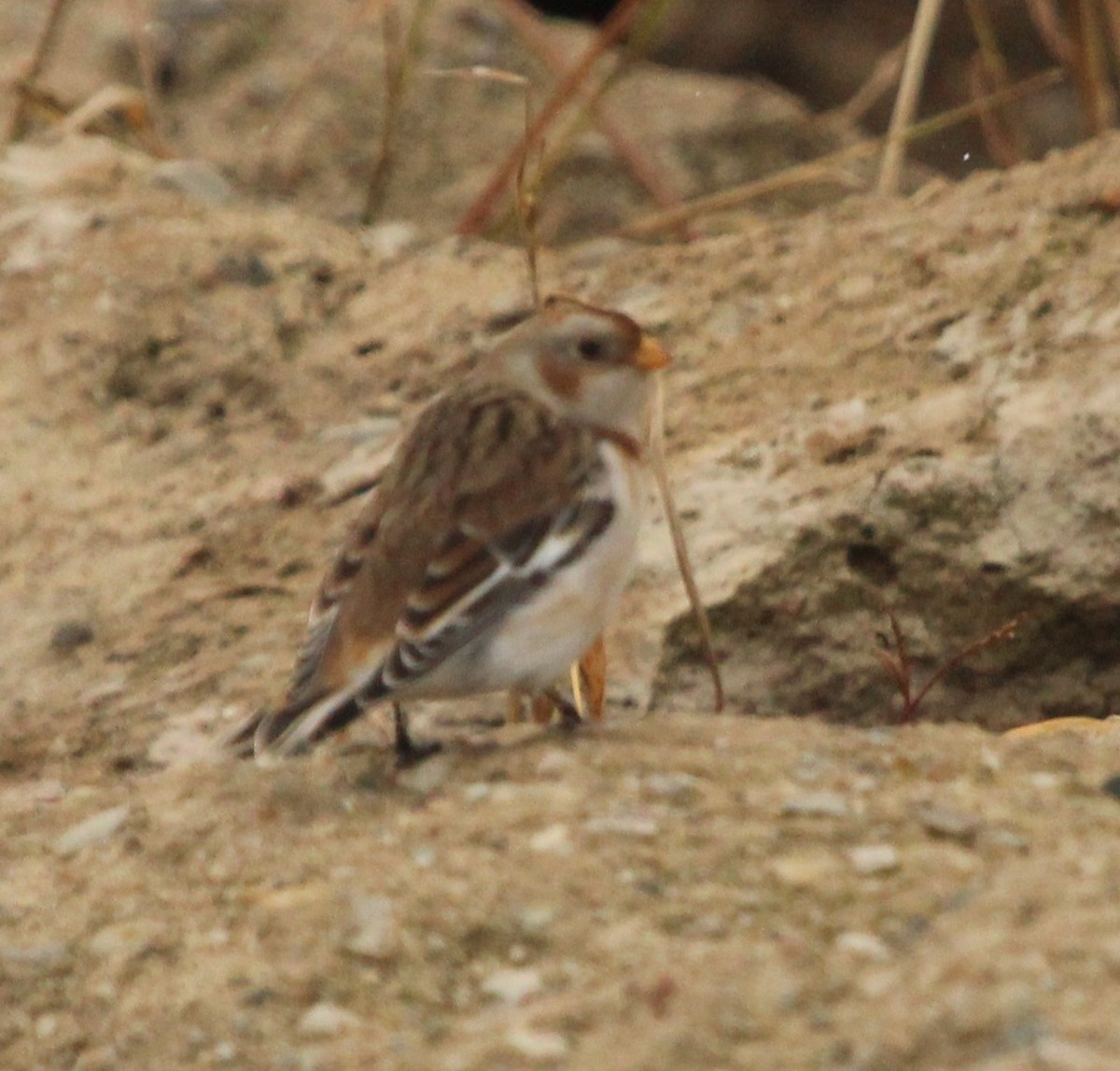 Snow Bunting - ML504332911