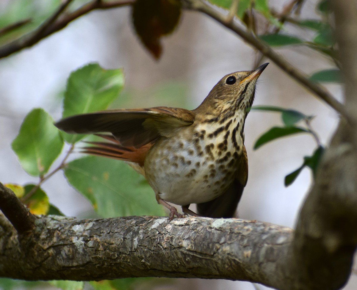 Hermit Thrush - ML504333431