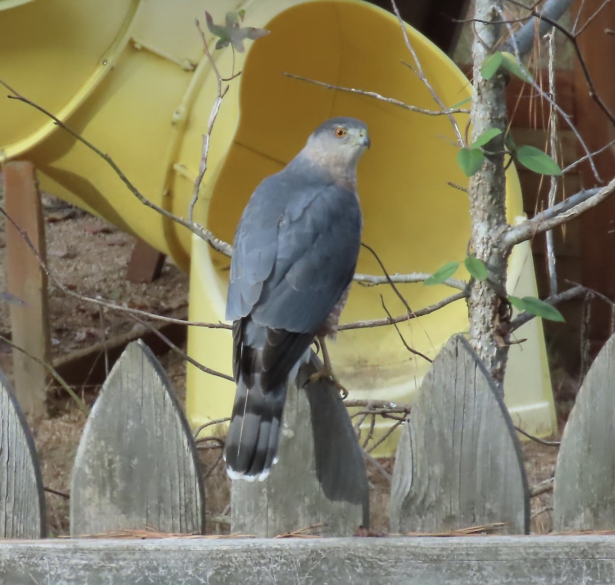 Cooper's Hawk - ML504333681