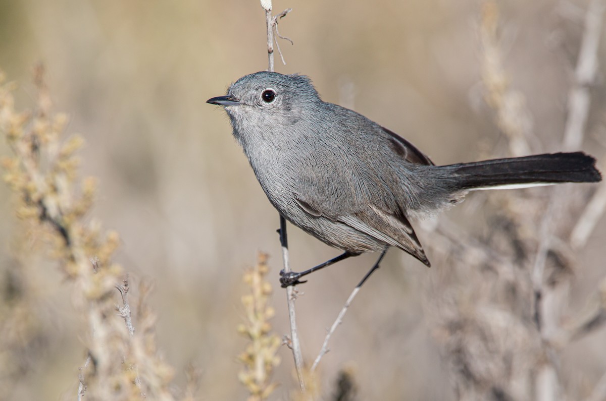 California Gnatcatcher - ML504333691