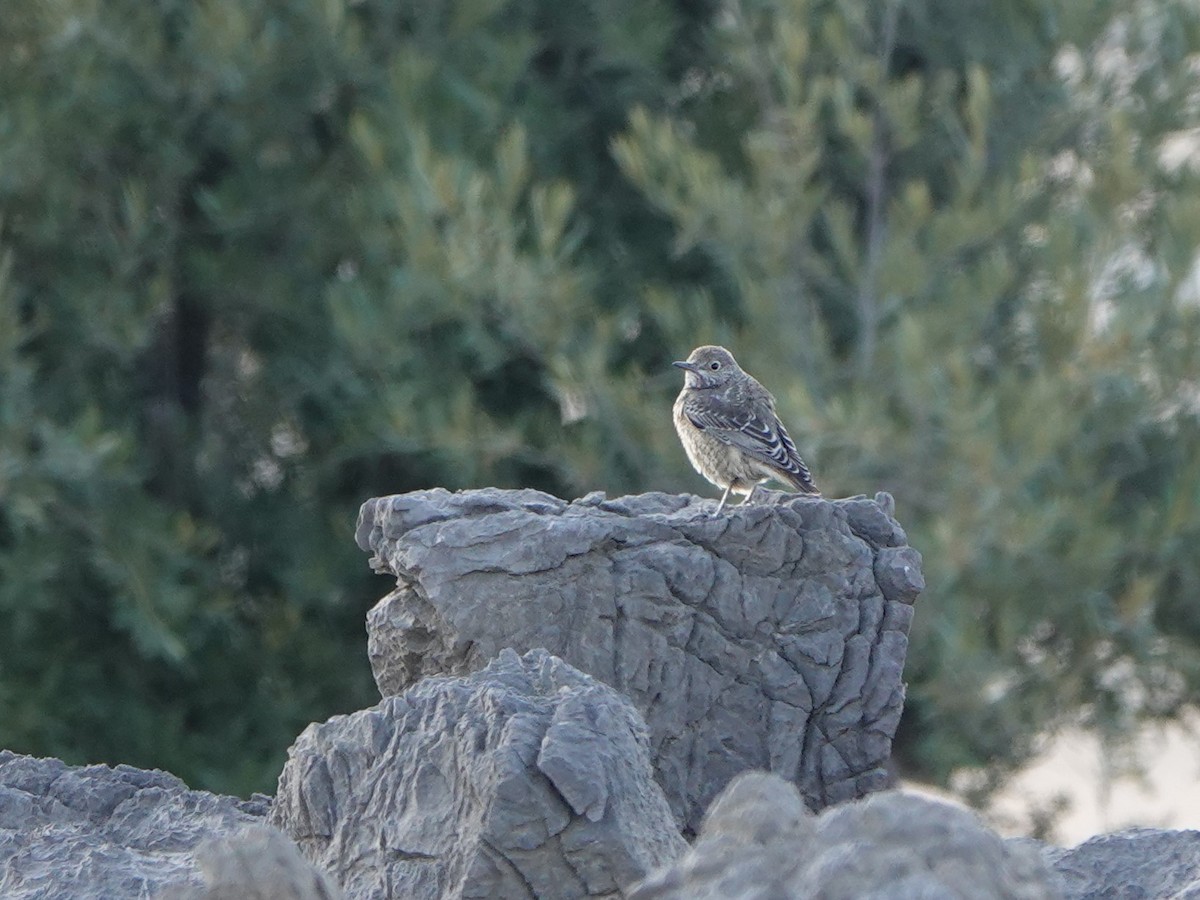 Rufous-tailed Rock-Thrush - ML504336051