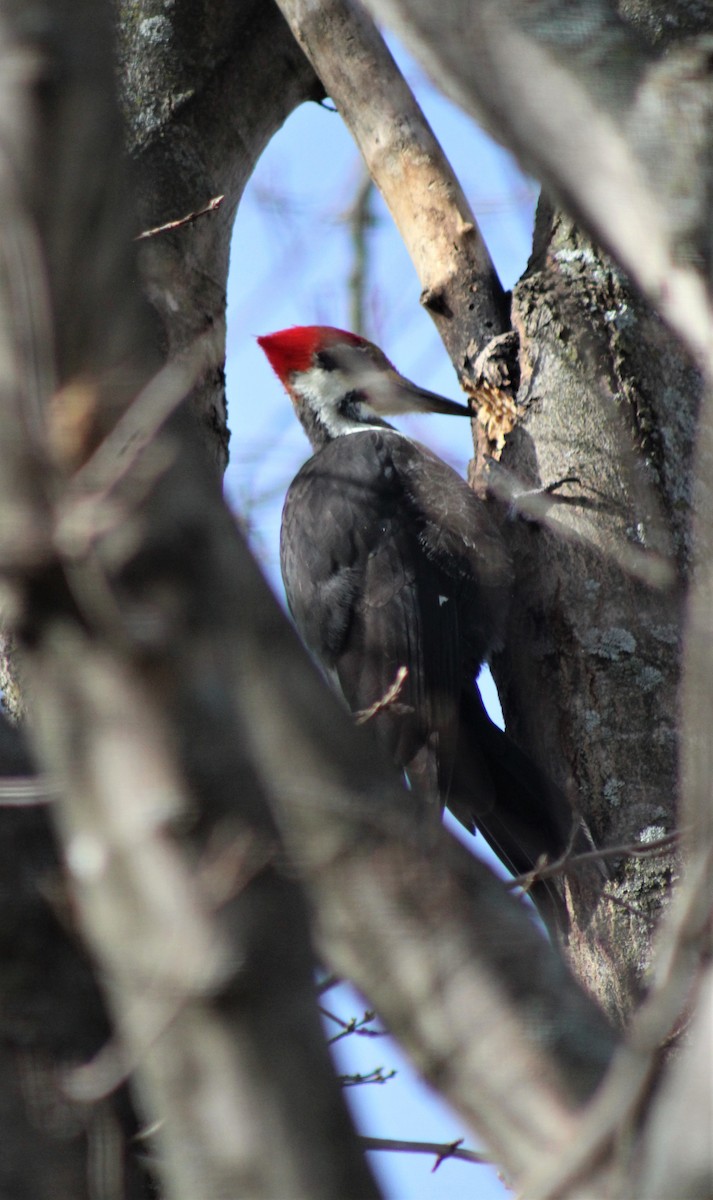 Pileated Woodpecker - ML504337281