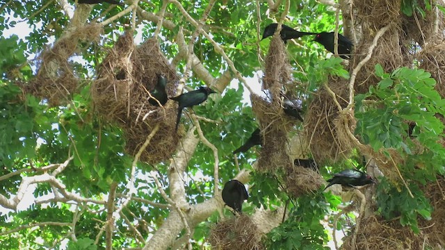 Metallic Starling - ML504337341