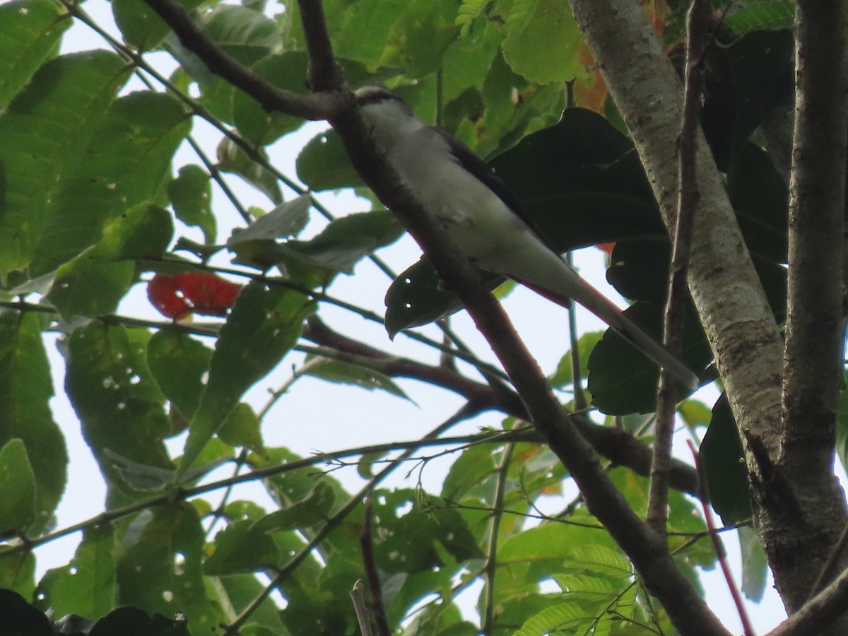 Ashy Minivet - ML504337401