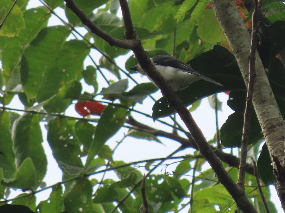 Ashy Minivet - Thomas Brooks