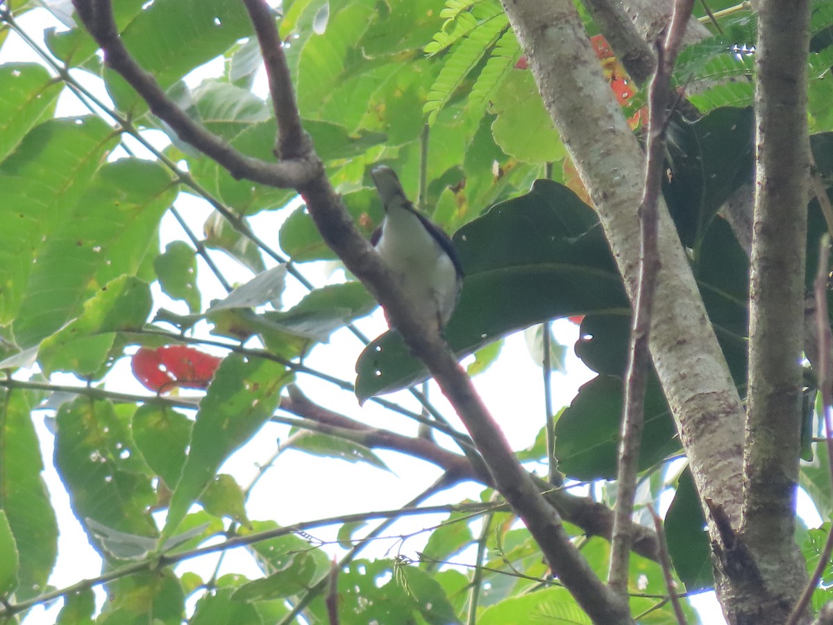 Ashy Minivet - Thomas Brooks