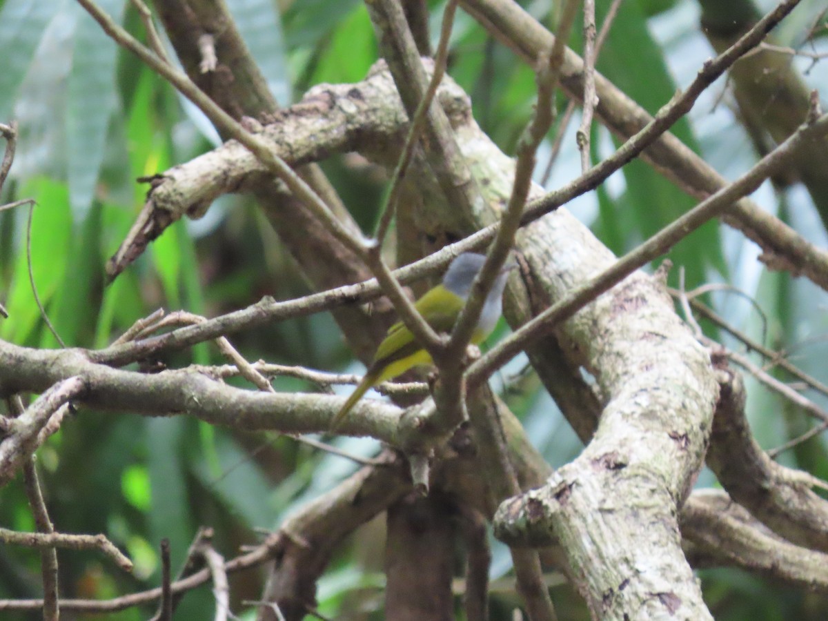 Gray-headed Canary-Flycatcher - Thomas Brooks