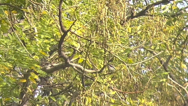 Townsend's Warbler - ML504338271