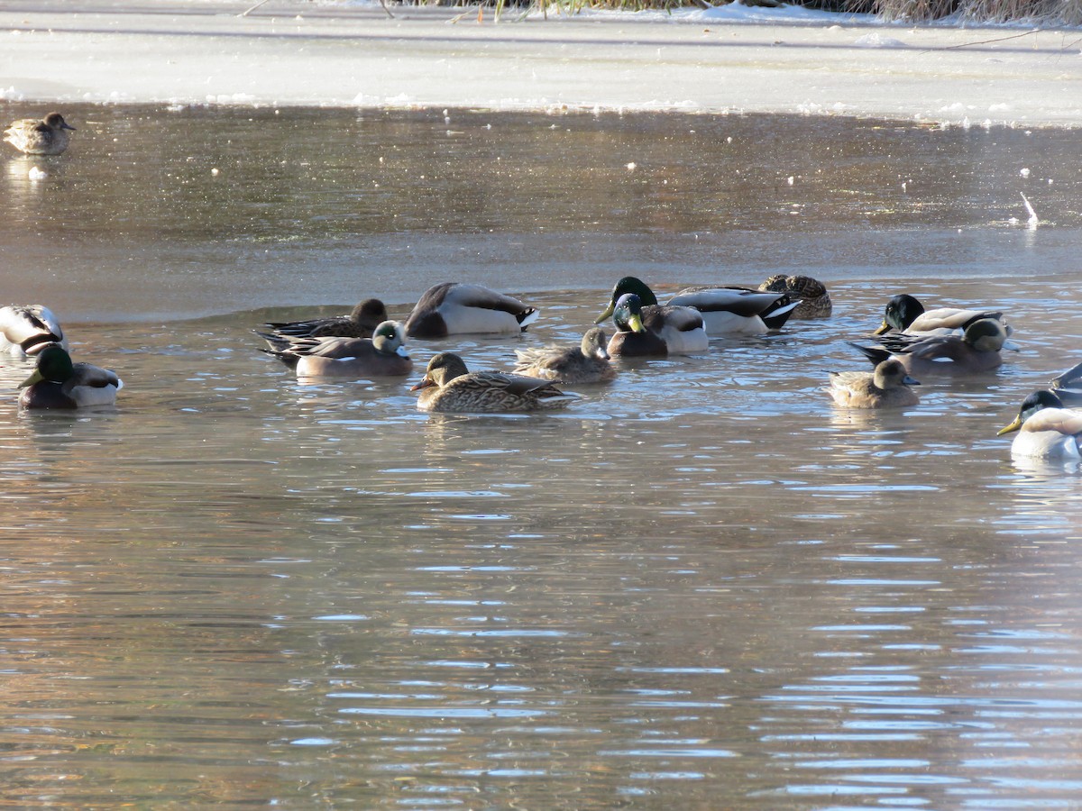 Blauflügelente - ML504338441