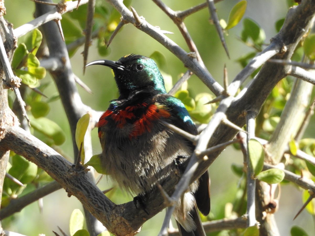 Southern Double-collared Sunbird - ML504340091
