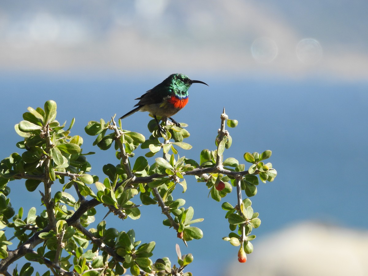 Southern Double-collared Sunbird - ML504340111