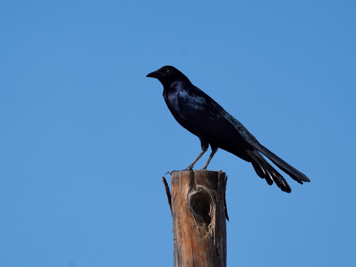 Great-tailed Grackle - Sibylle Hechtel