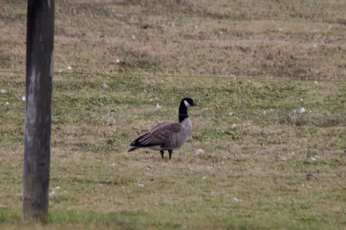 Cackling Goose (Richardson's) - ML504341321