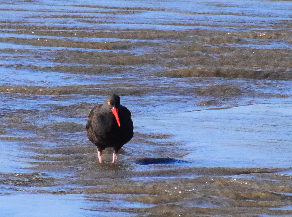 Black Oystercatcher - ML504342411