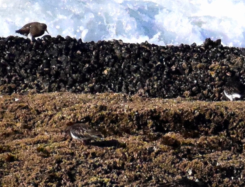 Black Turnstone - Kate Lowry