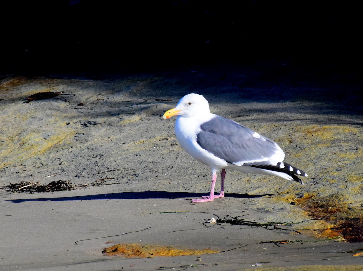 Western Gull - ML504342691