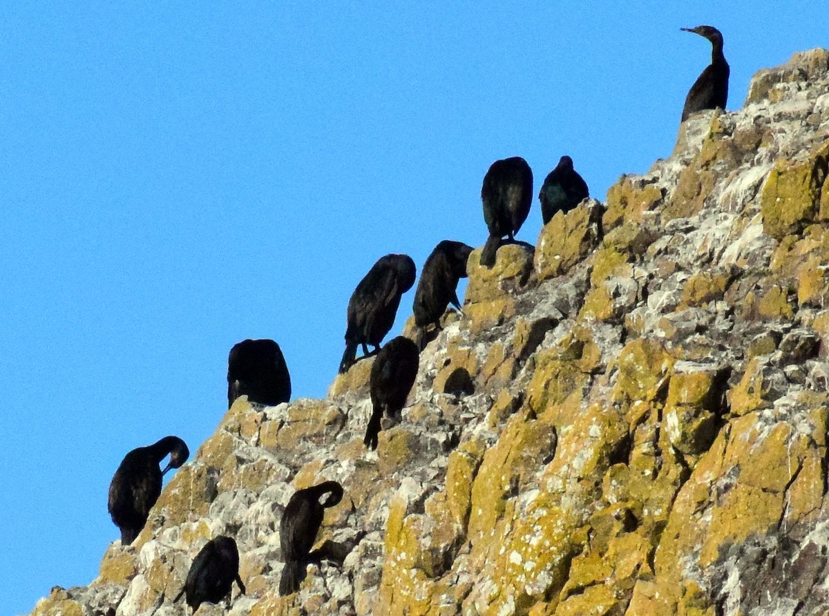 Brandt's Cormorant - ML504342781