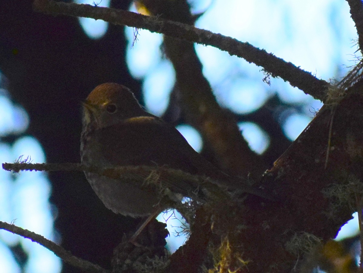 Hermit Thrush - ML504342881
