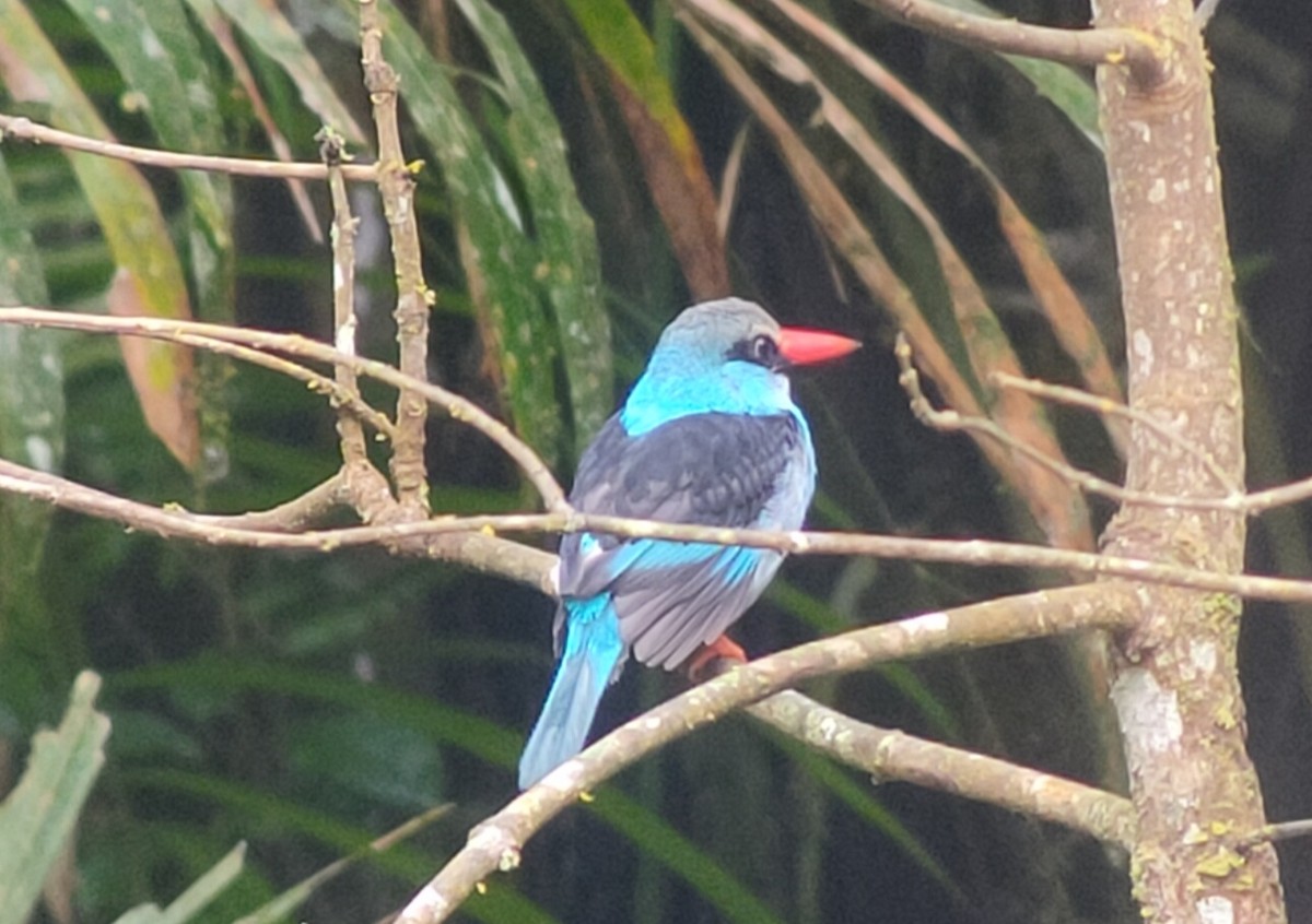 Blue-breasted Kingfisher - ML504343331