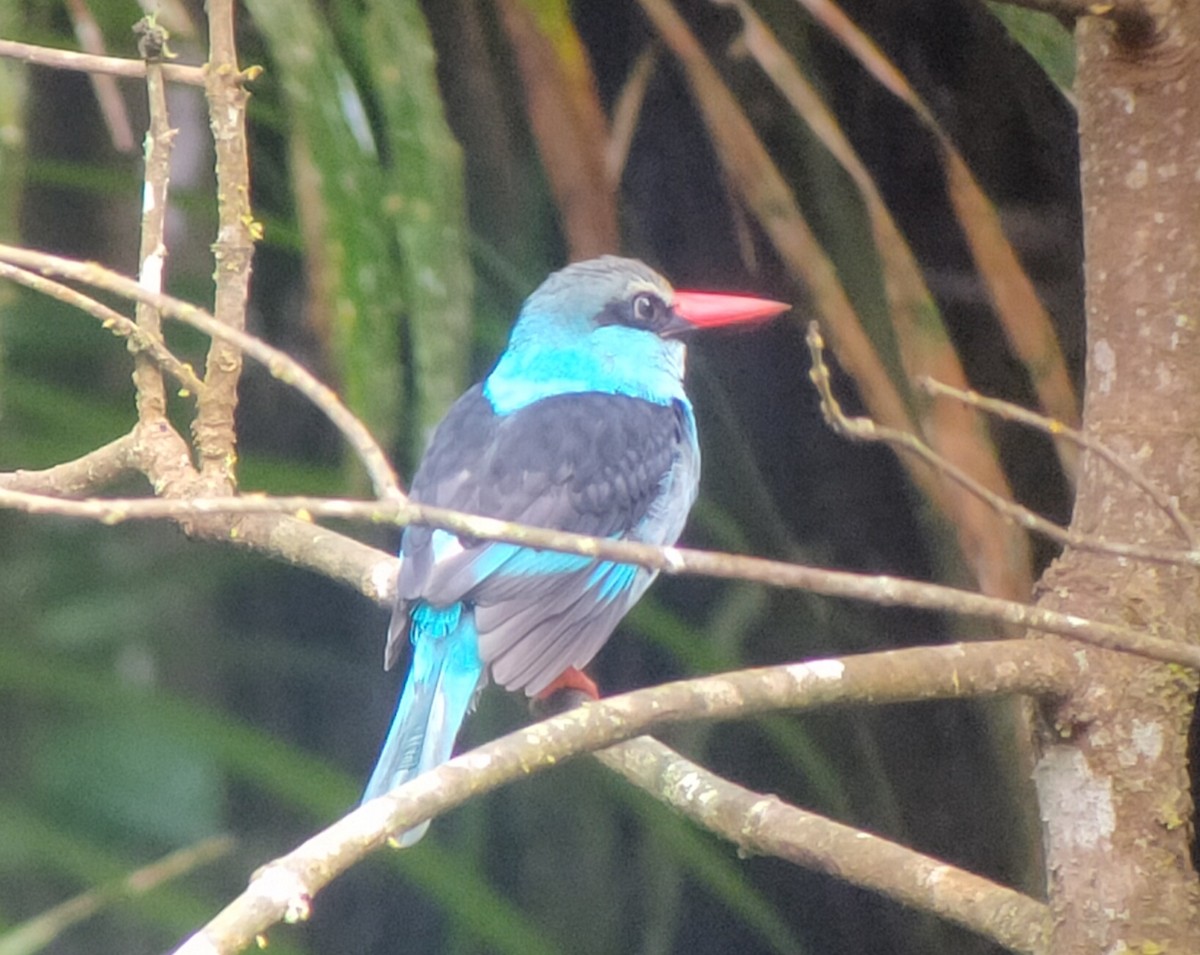 Blue-breasted Kingfisher - ML504344911