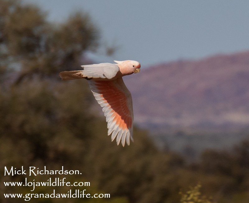 Pink Cockatoo - ML504346331