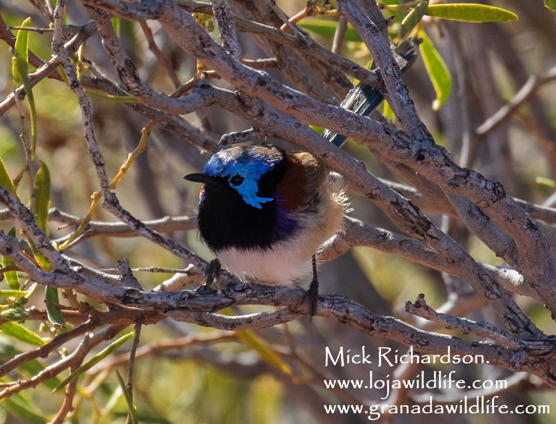 Purple-backed Fairywren - ML504346741