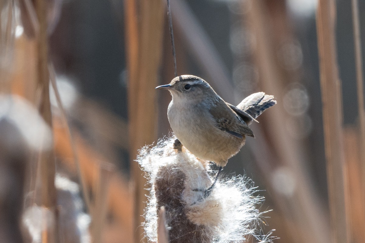 Marsh Wren - ML504346841