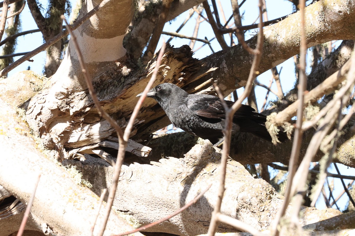 American Crow - ML504348271