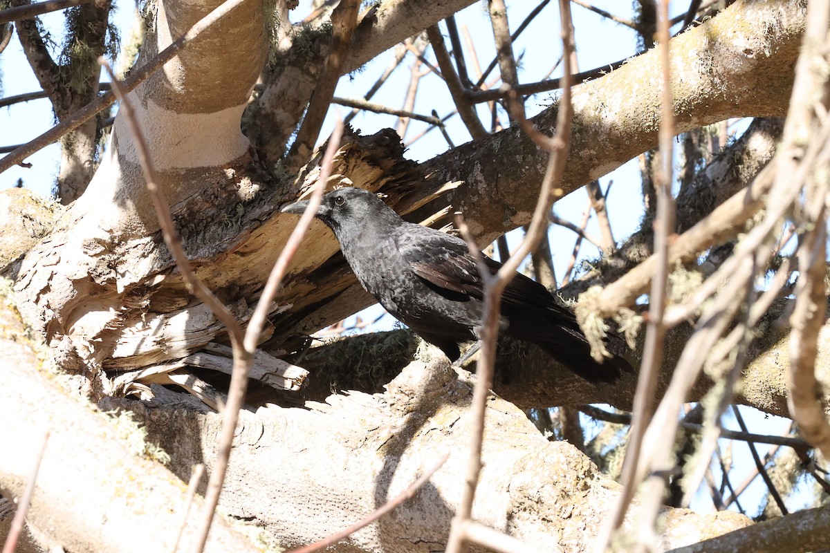 American Crow - ML504348281